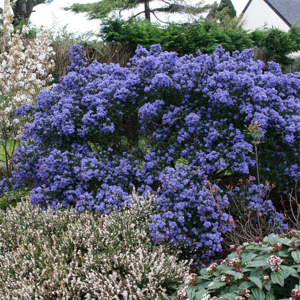 Ceanothus impressus Puget Blue