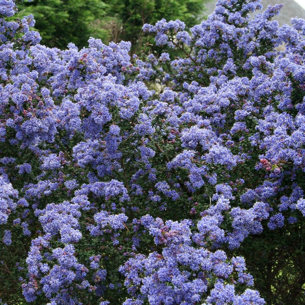 Ceanothus impressus Puget Blue