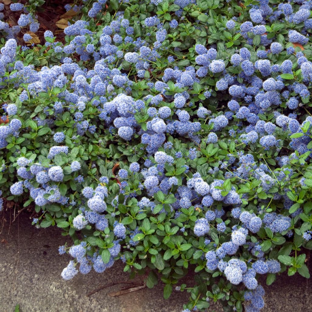 Ceanothus thyrsiflorus Repens