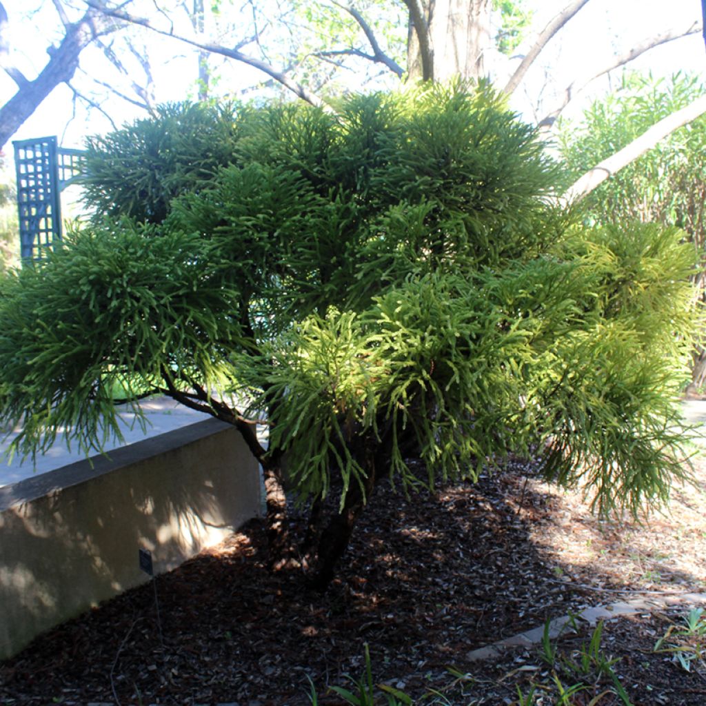 Cryptomeria japonica Globosa Nana - Cedro del Giappone