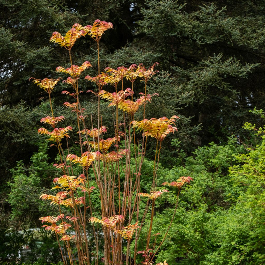Toona sinensis Flamingo