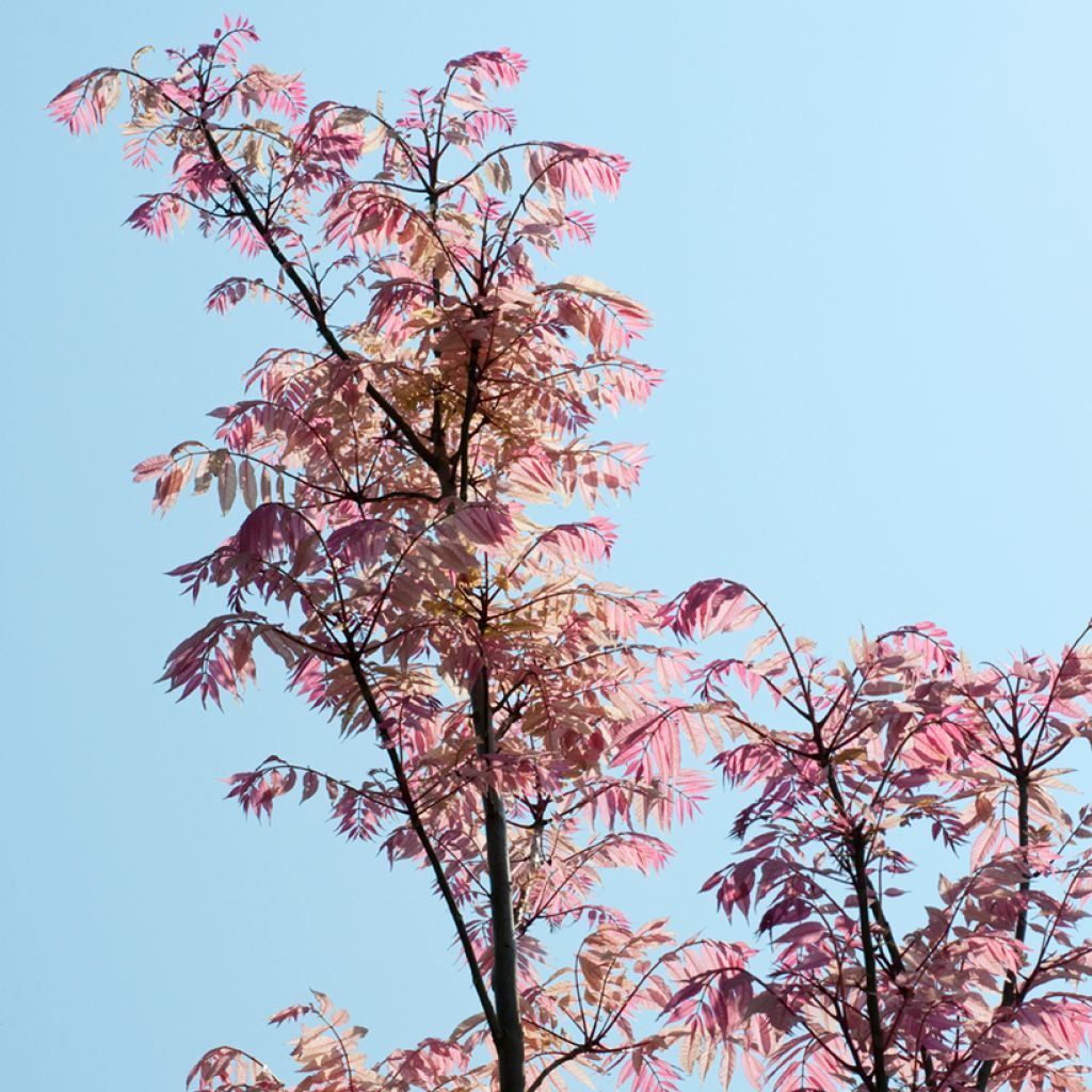 Toona sinensis Flamingo