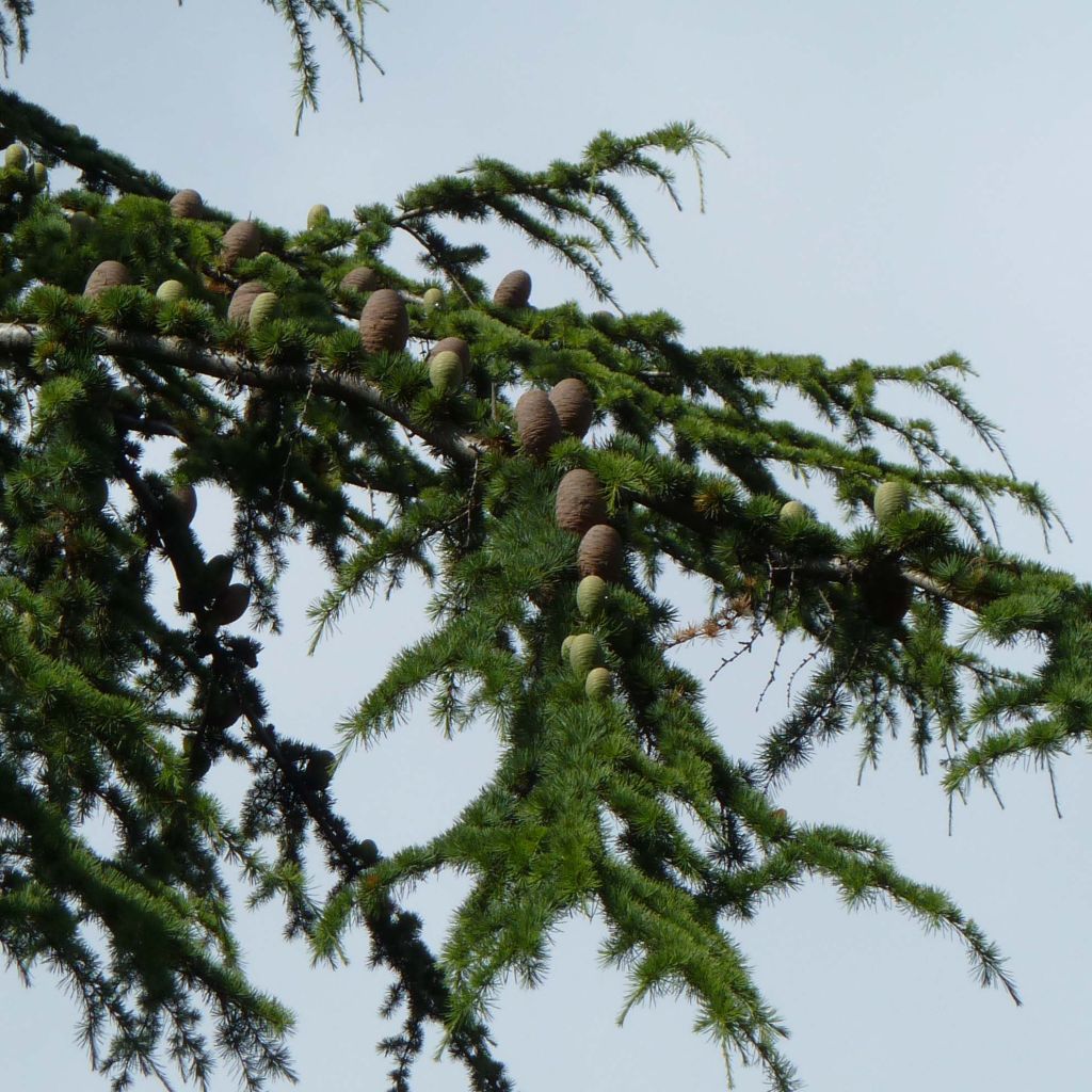 Cedrus libani - Cedro del Libano