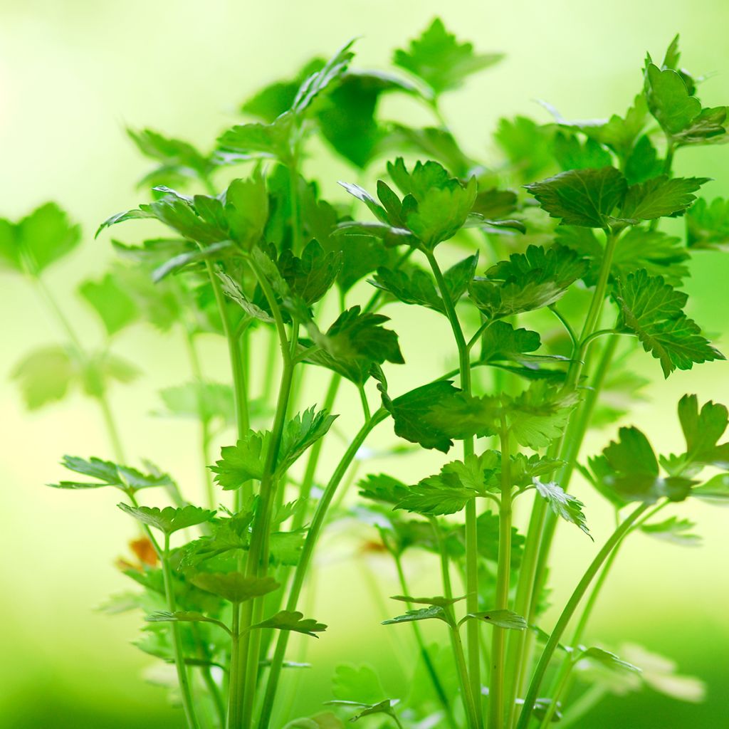 Sedano Tango F1 Hybrid