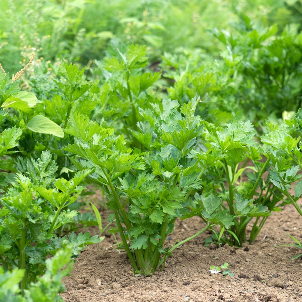 Sedano Tango F1 Hybrid