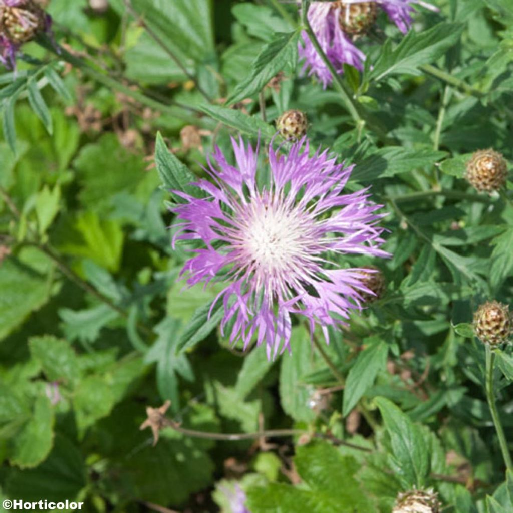 Centaurea bella - Fiordaliso