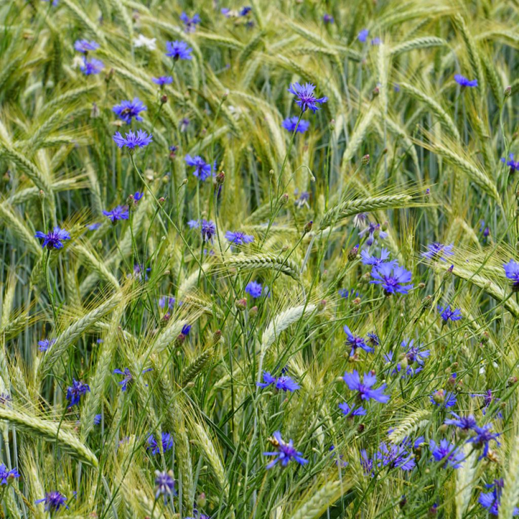 Centaurea cyanus - Fiordaliso vero