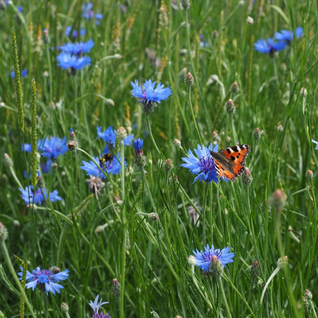 Centaurea cyanus - Fiordaliso vero