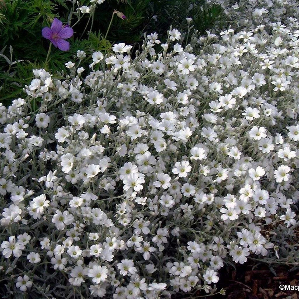 Cerastium tomentosum var. columnae - Peverina tomentosa