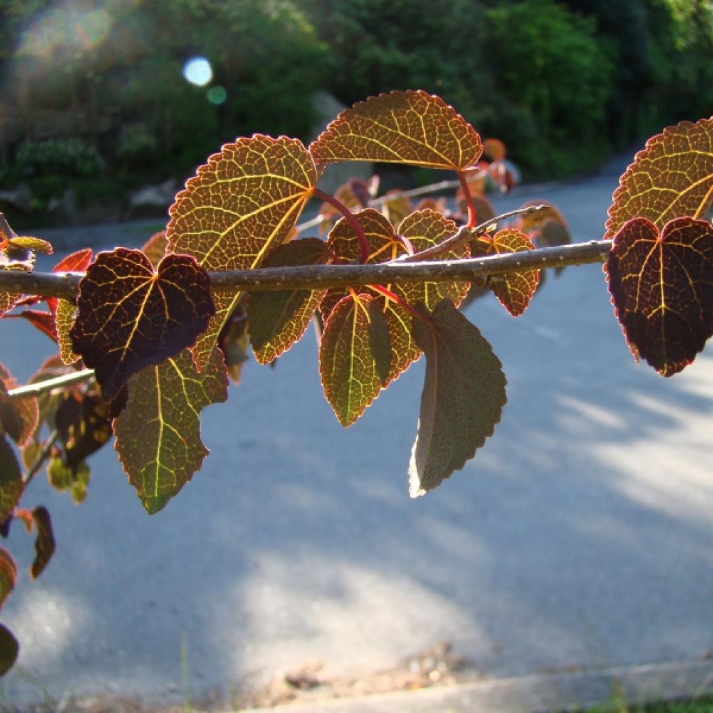 Cercidiphyllum japonicum Rotfuchs - Albero del caramello