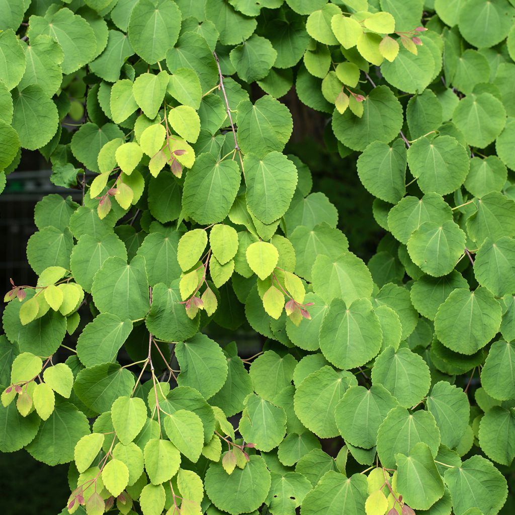 Cercidiphyllum japonicum (semi) - Albero del caramello