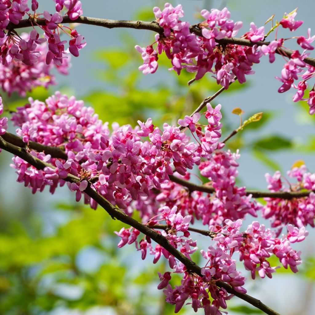 Cercis canadensis Tennessee Pink - Albero di Giuda