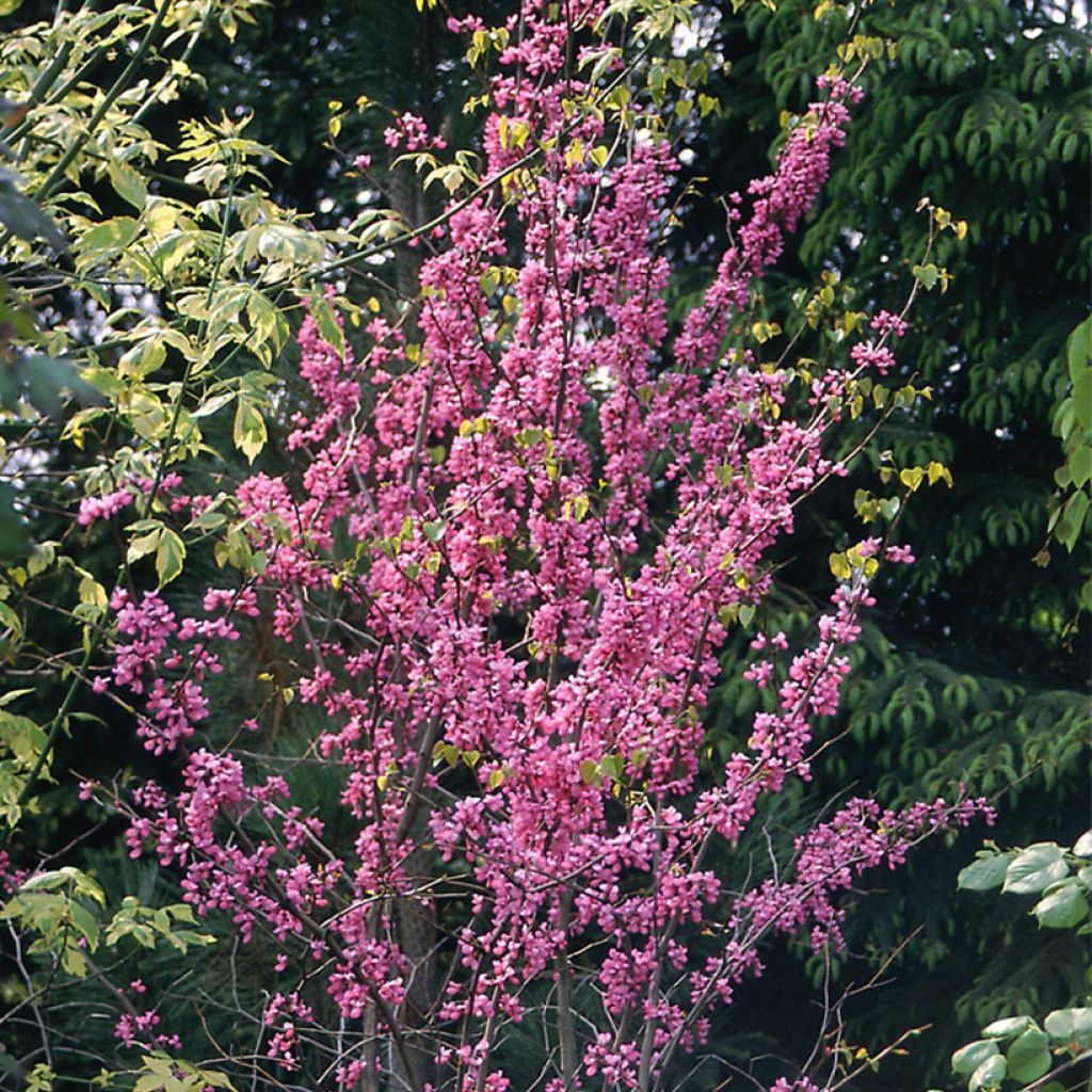 Cercis canadensis - Albero di Giuda