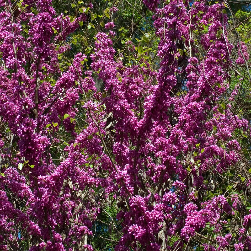 Cercis chinensis Avondale - Albero di Giuda cinese