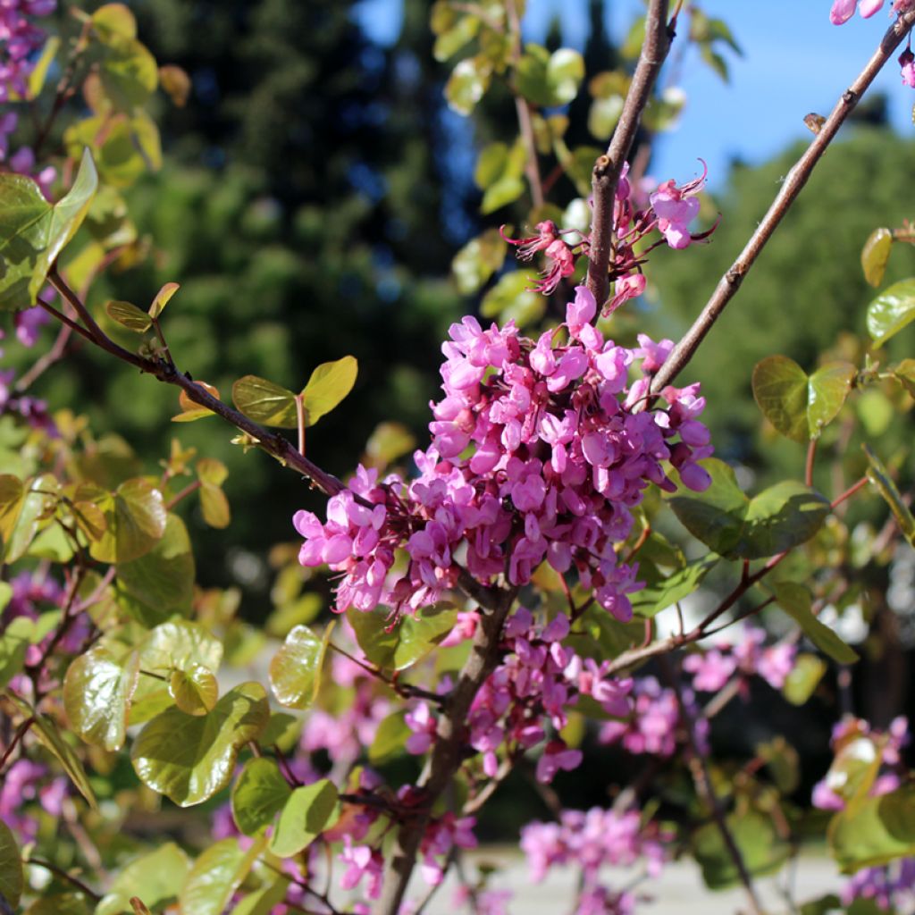 Cercis siliquastrum - Albero di Giuda
