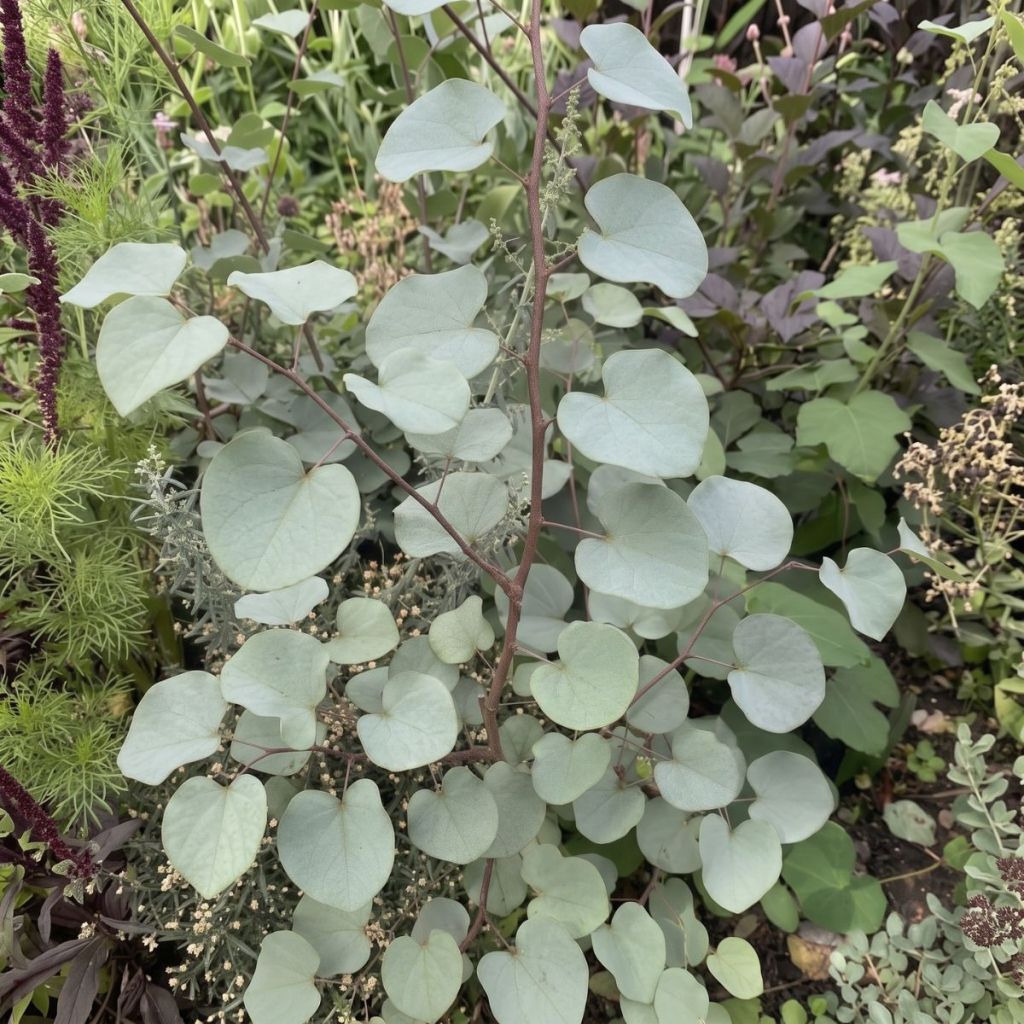 Cercis griffithii Blue Lagoon - Albero di Giuda