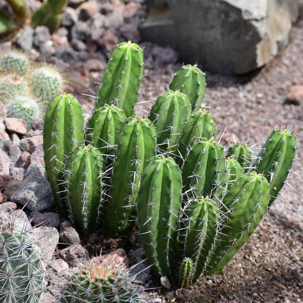 Cereus peruvianus - Cereo del Perù
