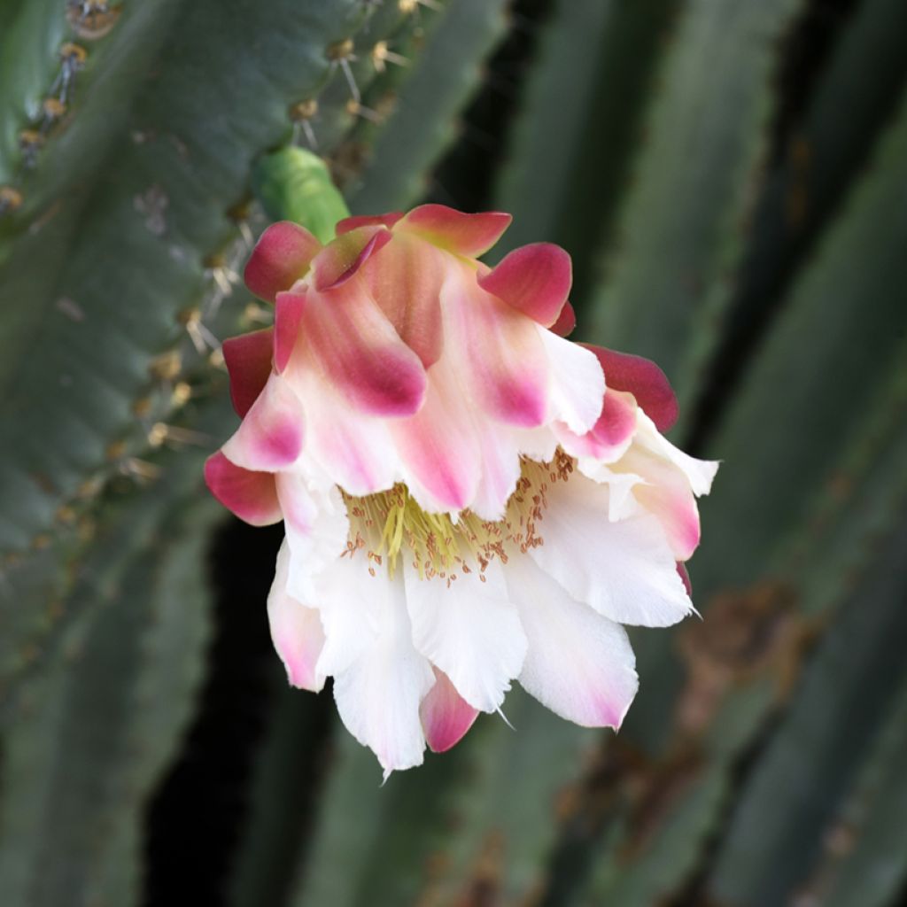 Cereus peruvianus - Cereo del Perù