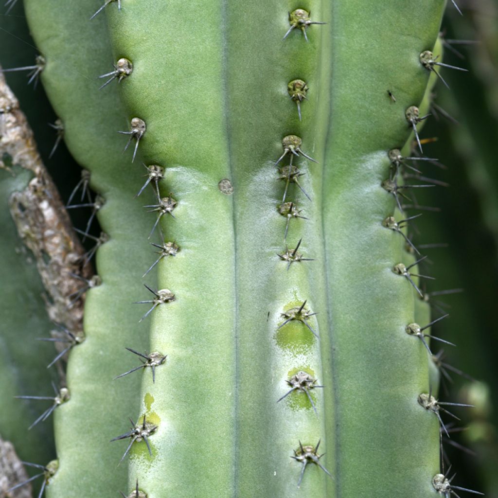 Cereus peruvianus - Cereo del Perù