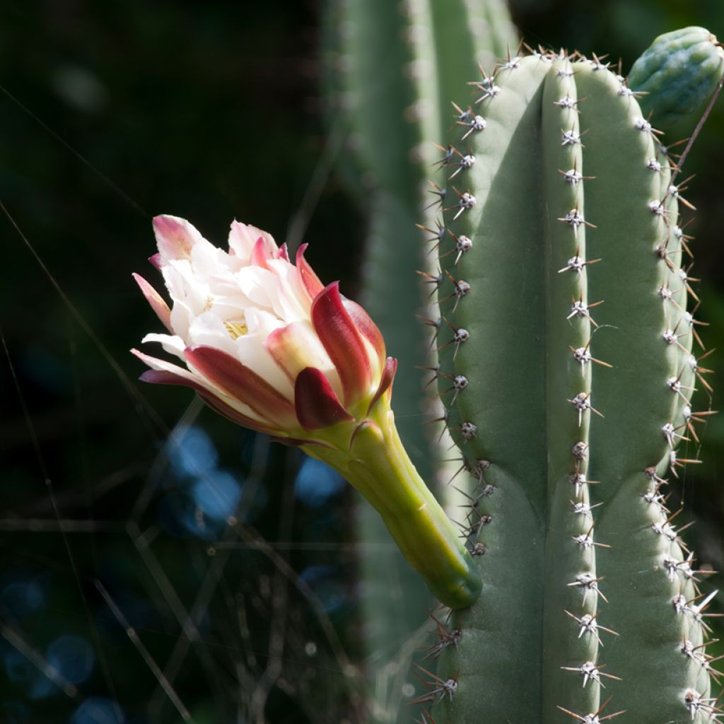 Cereus peruvianus - Cereo del Perù