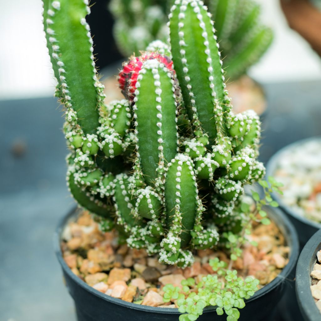 Cereus peruvianus - Cereo del Perù