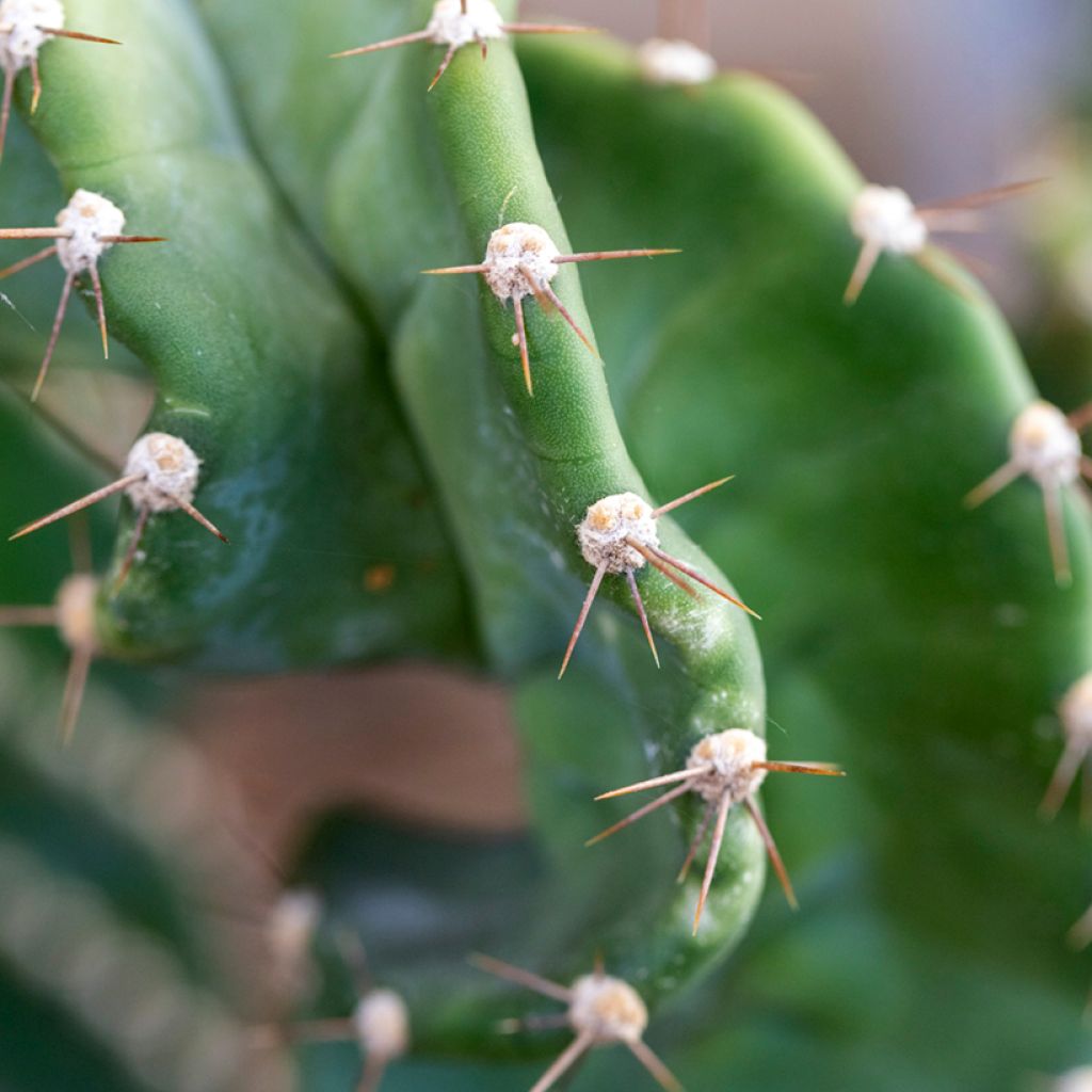 Cereus forbesii Spiralis