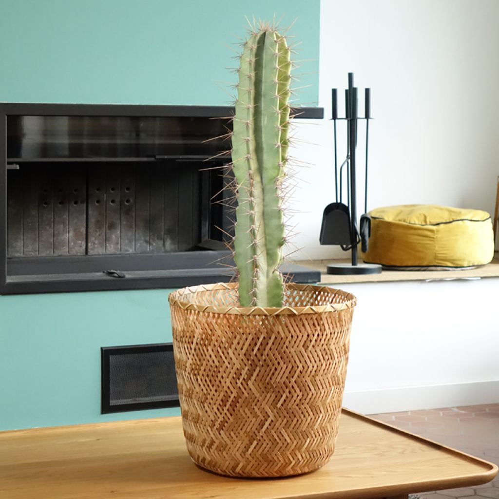 Cereus peruvianus - Cereo del Perù