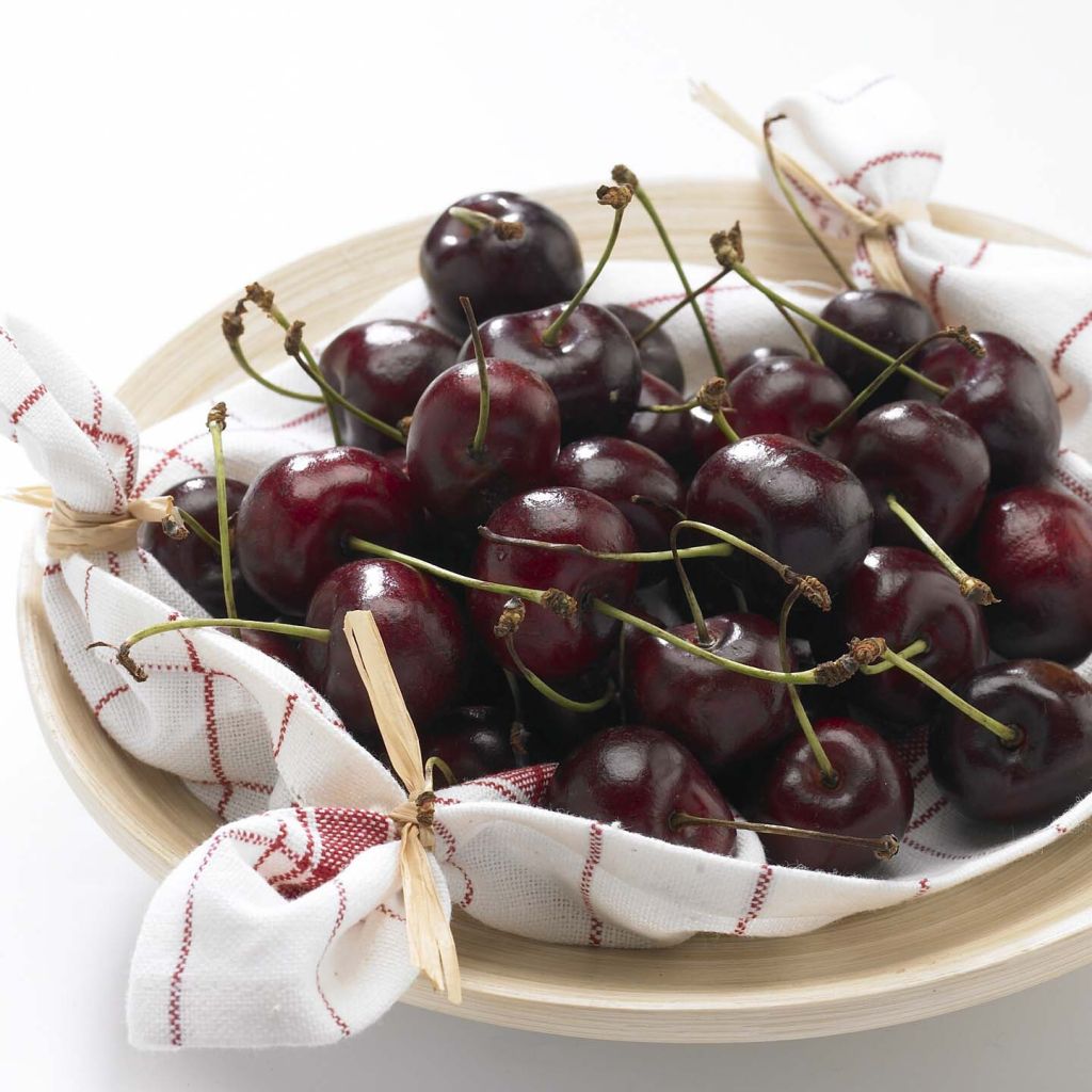Ciliegio Délice de Malicorne ‘Agoudel’