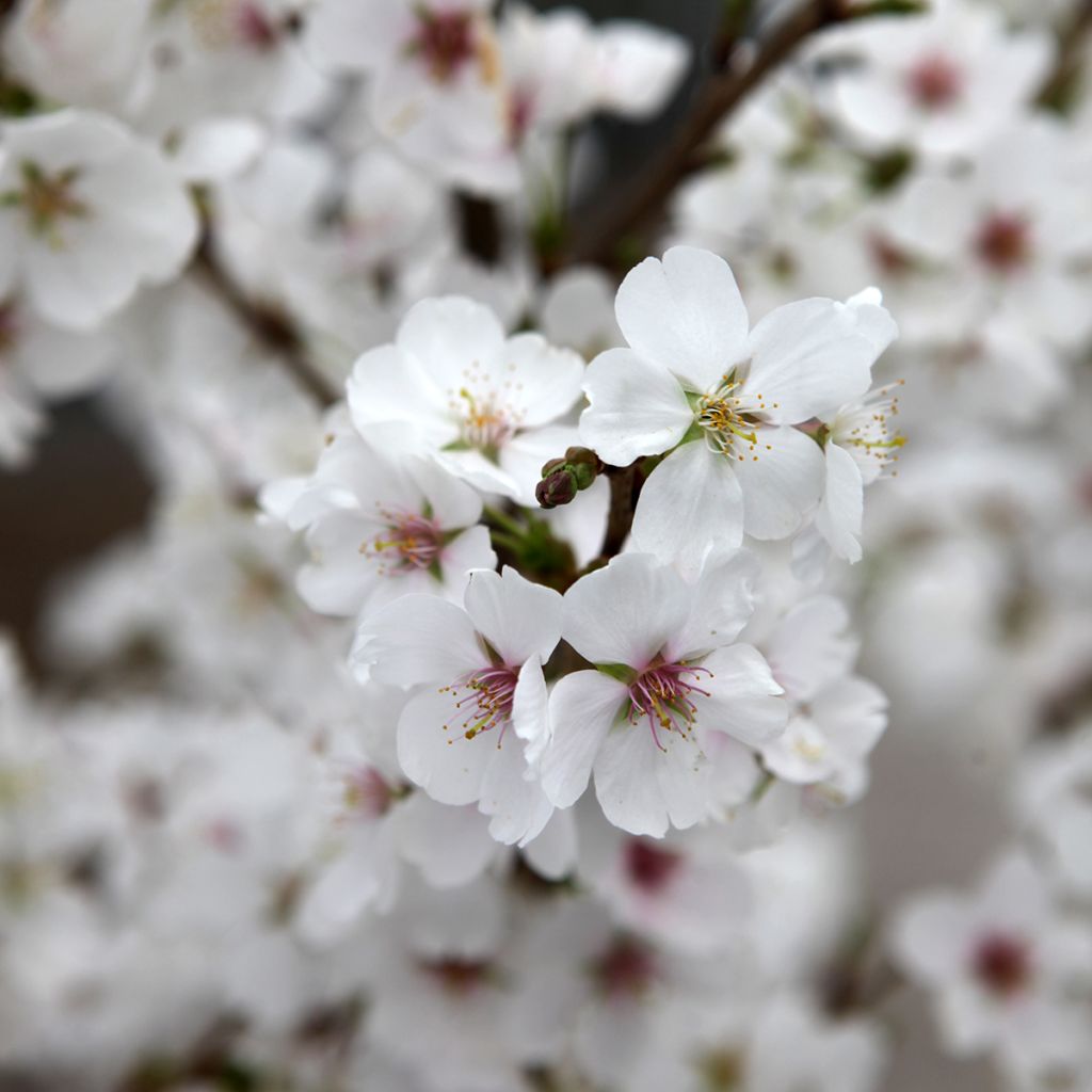 Prunus Royal Flame - Ciliegio da fiore