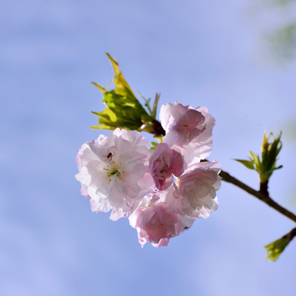 Prunus serrulata Shirofugen - Ciliegio da fiore
