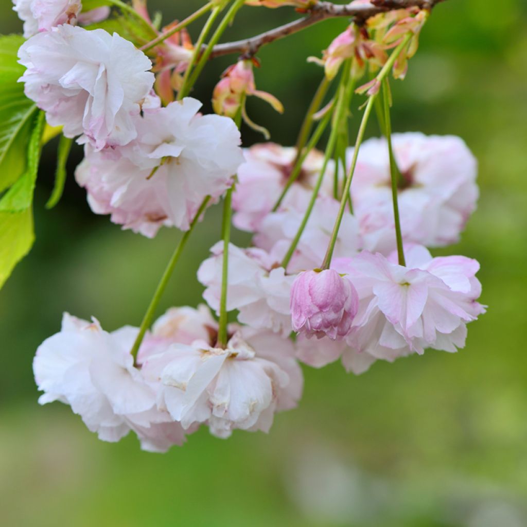 Prunus serrulata Shirofugen - Ciliegio da fiore