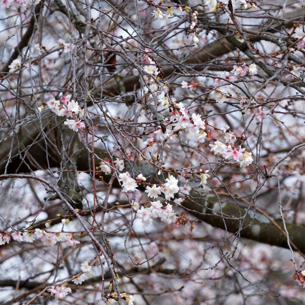 Prunus Autumnalis Rosea - Ciliegio da fiore