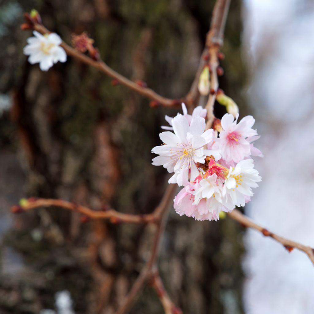Prunus Autumnalis Rosea - Ciliegio da fiore