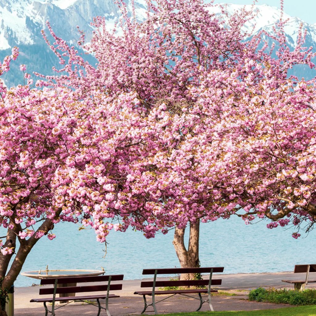 Prunus serrulata Kanzan - Ciliegio da fiore