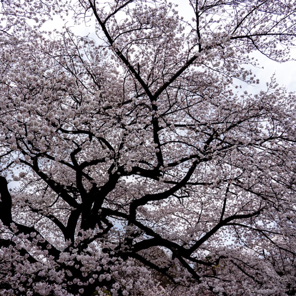 Prunus yedoensis Shidare Yoshino - Ciliegio da fiore