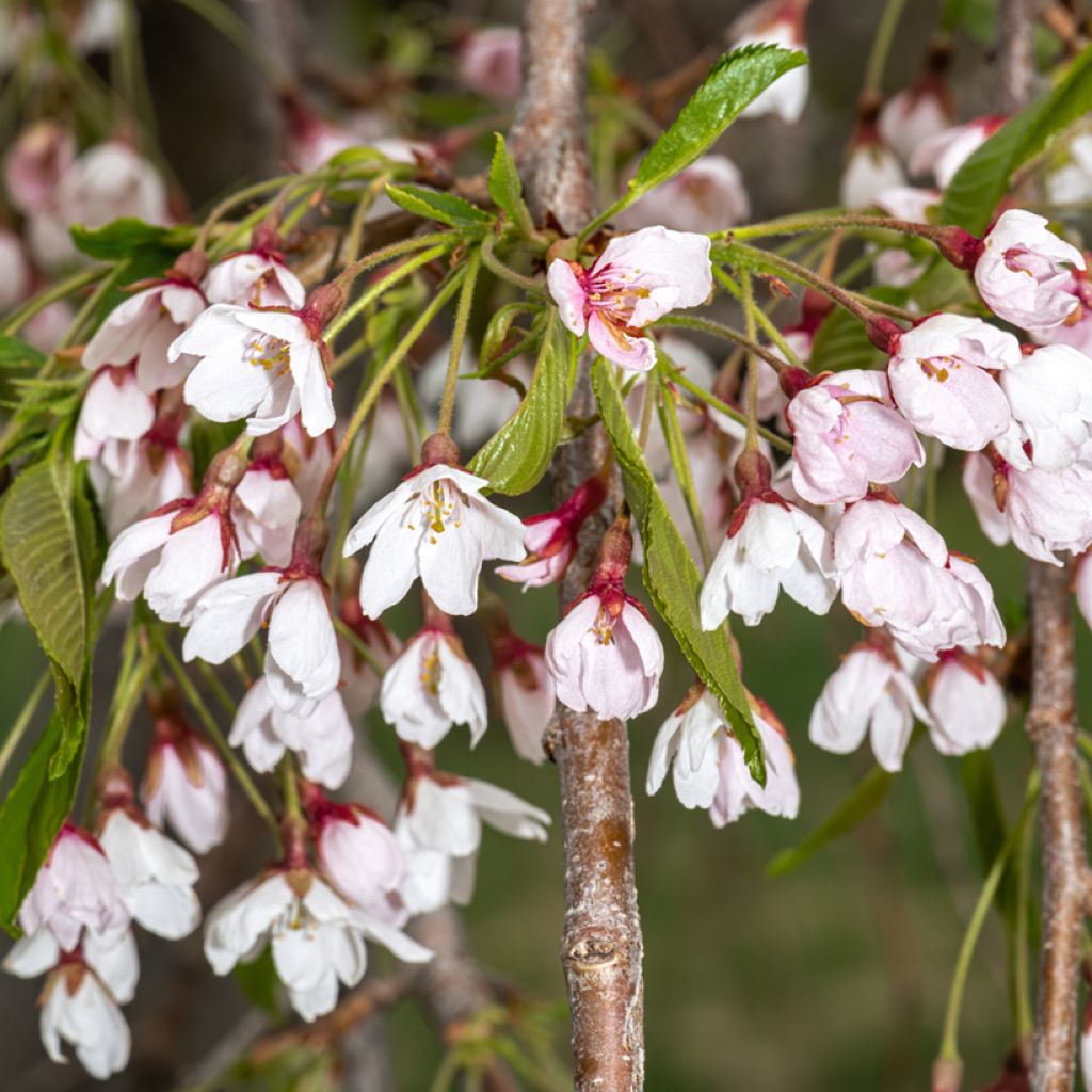 Prunus yedoensis Shidare Yoshino - Ciliegio da fiore
