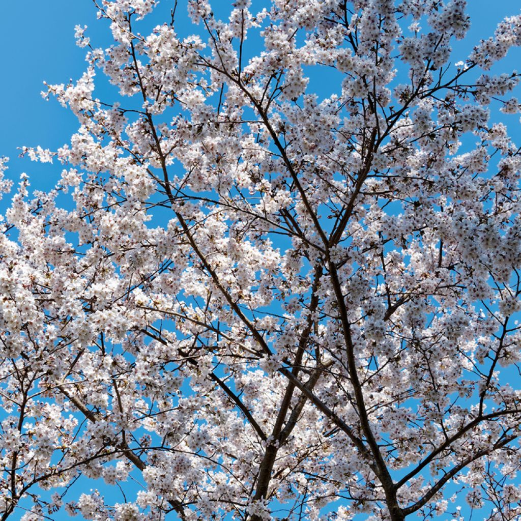 Prunus yedoensis Shidare Yoshino - Ciliegio da fiore