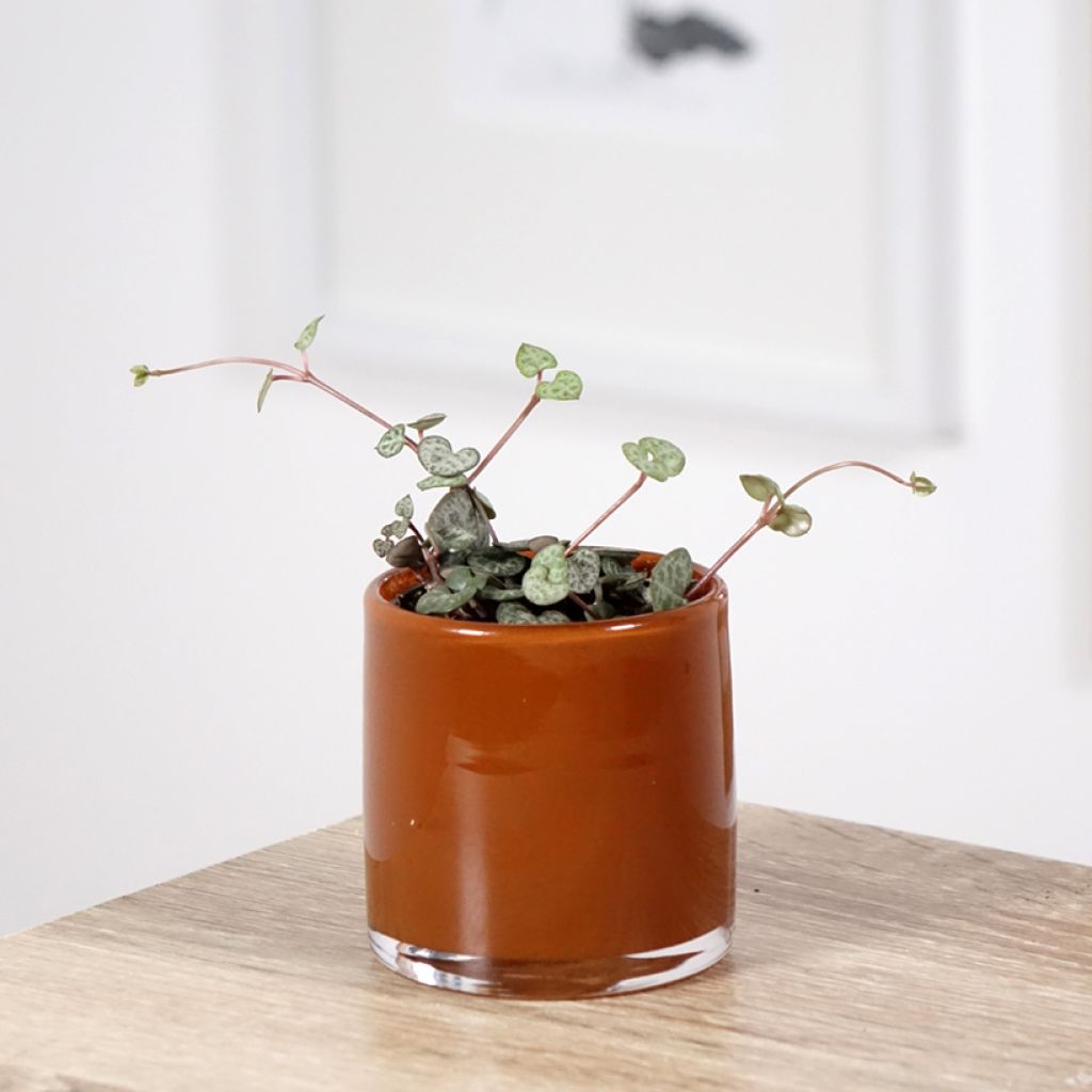 Ceropegia woodii - Collana di cuori