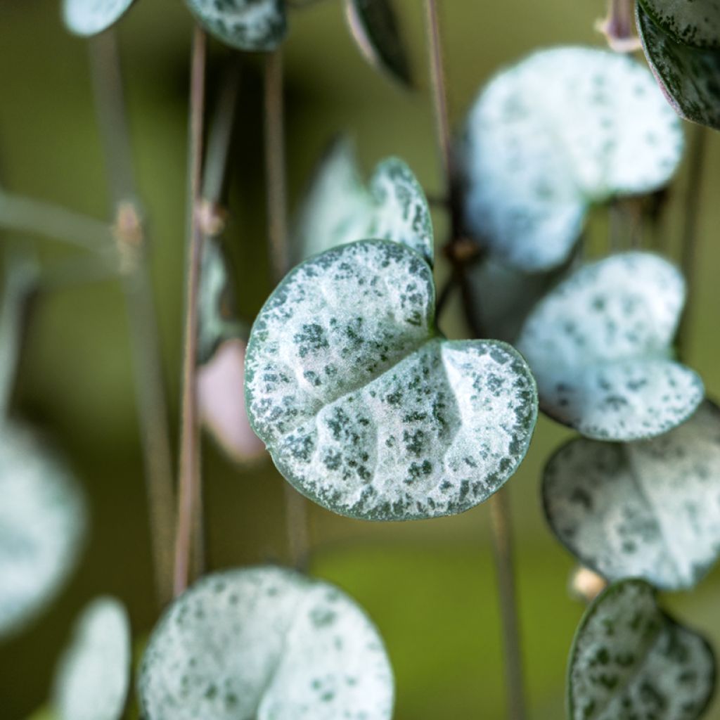 Ceropegia woodii - Collana di cuori