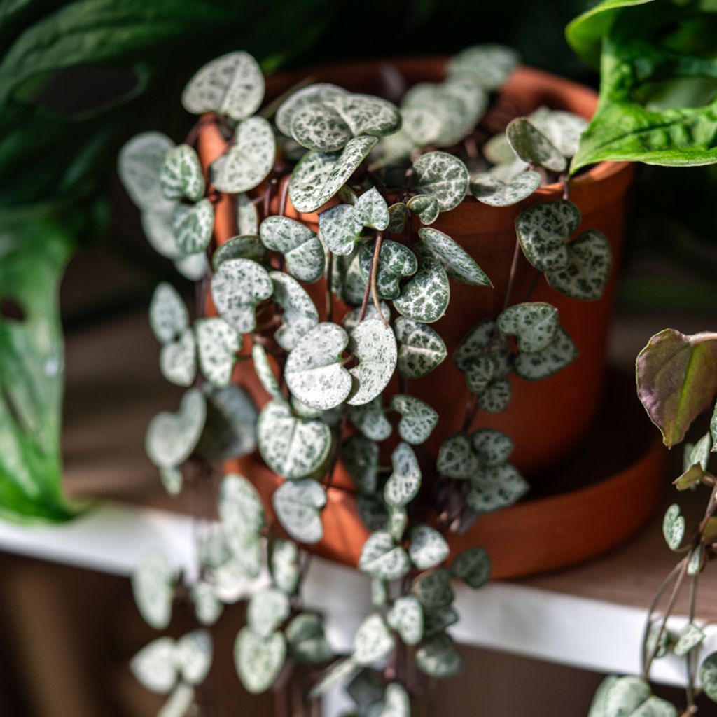 Ceropegia woodii - Collana di cuori