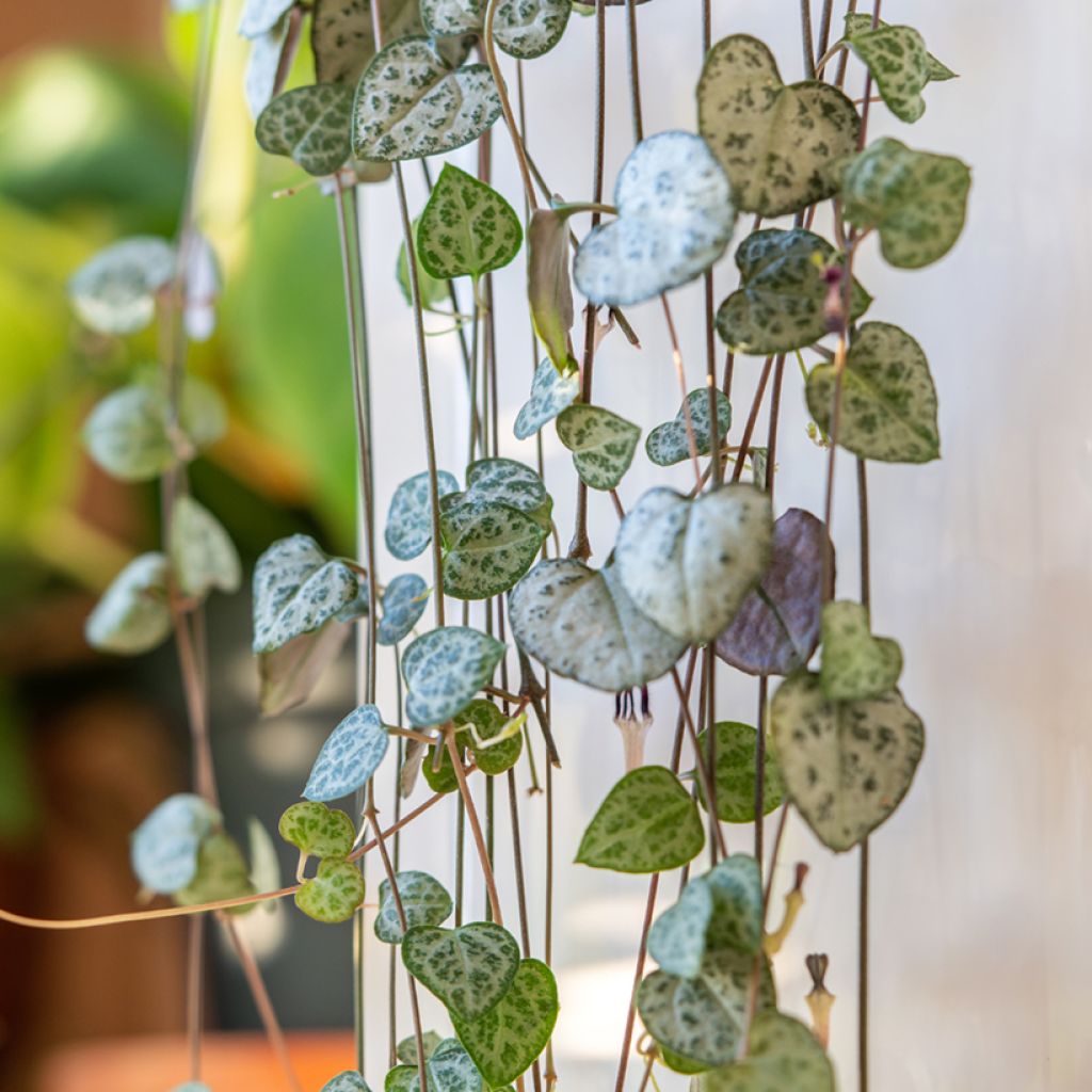 Ceropegia woodii - Collana di cuori