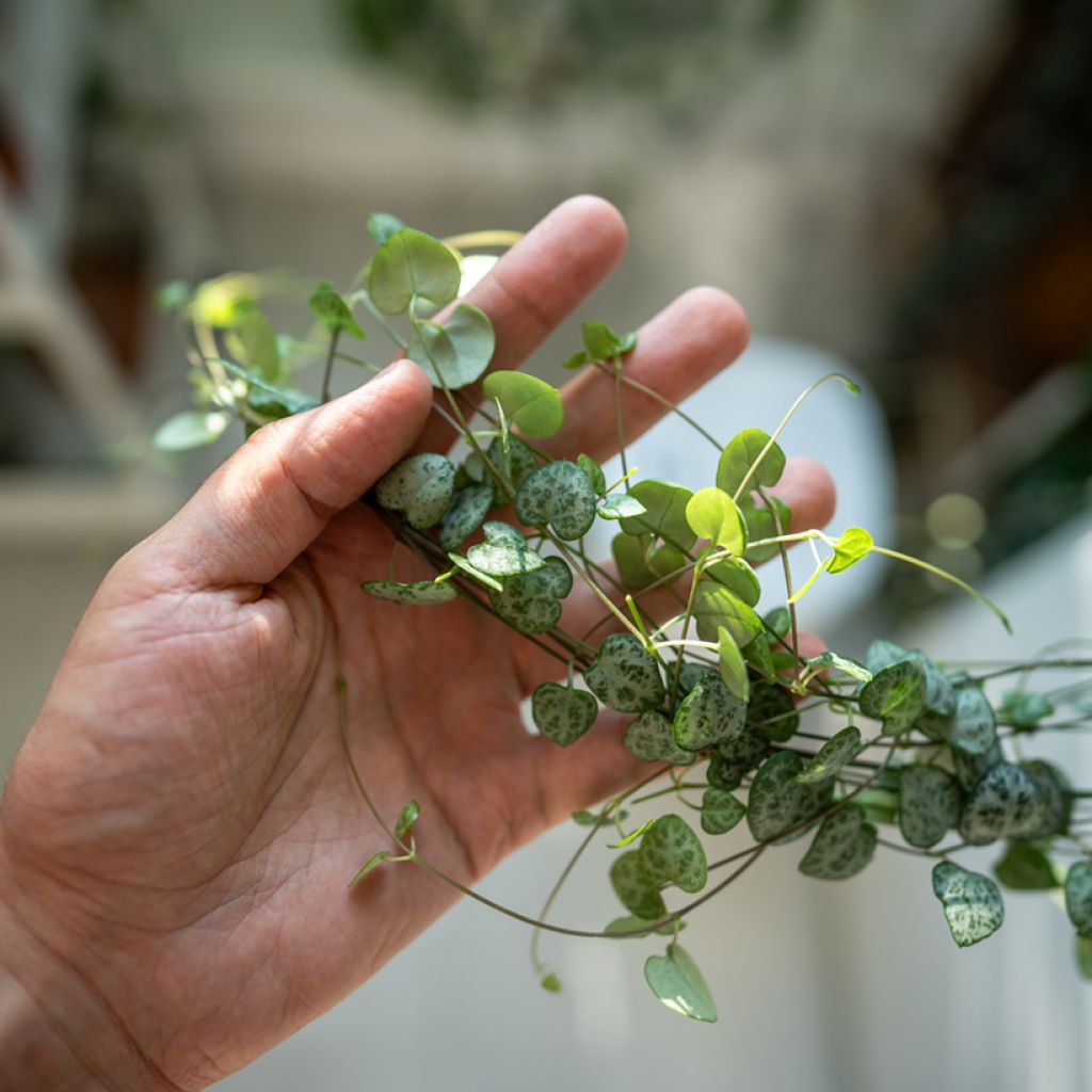 Ceropegia woodii - Collana di cuori