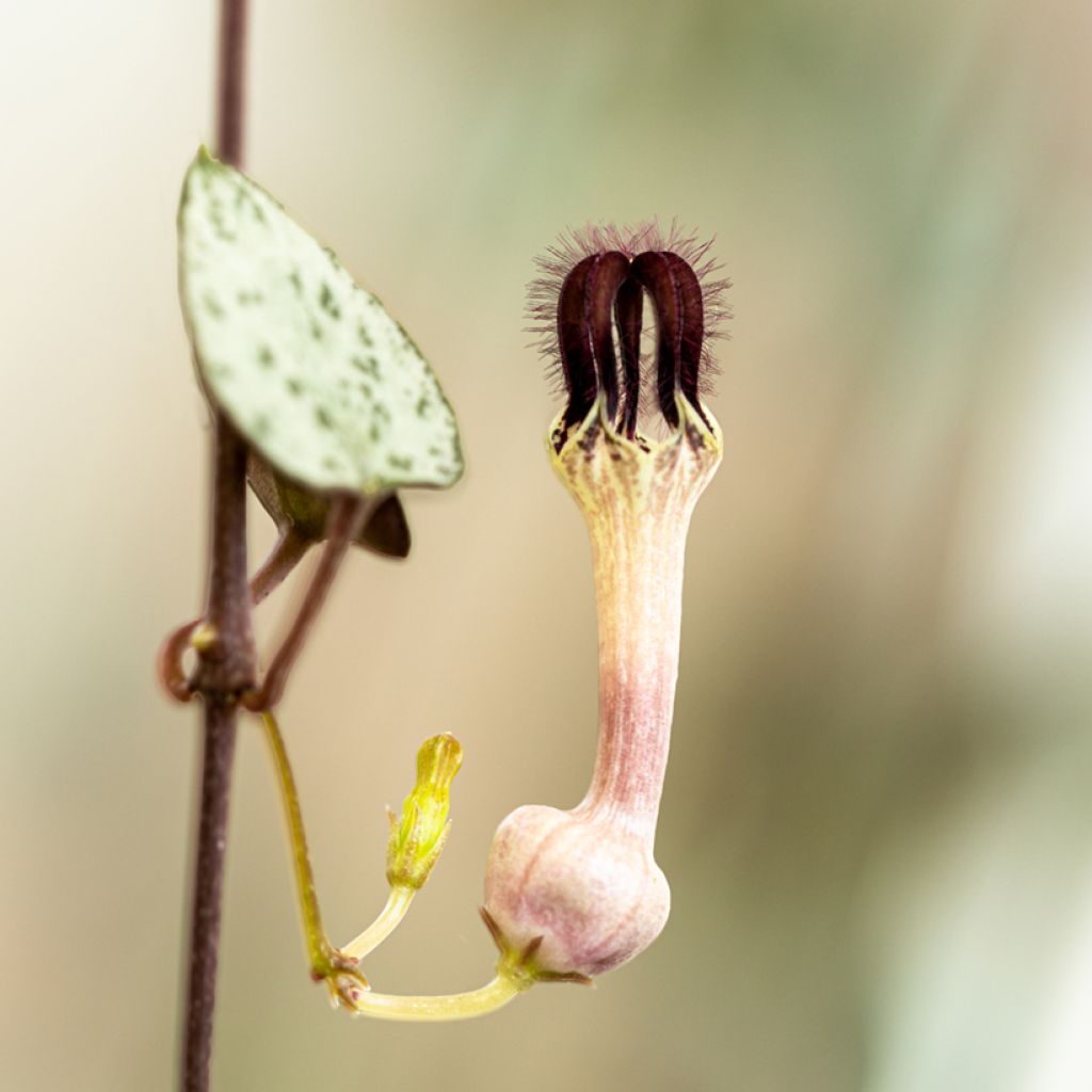 Ceropegia woodii - Collana di cuori