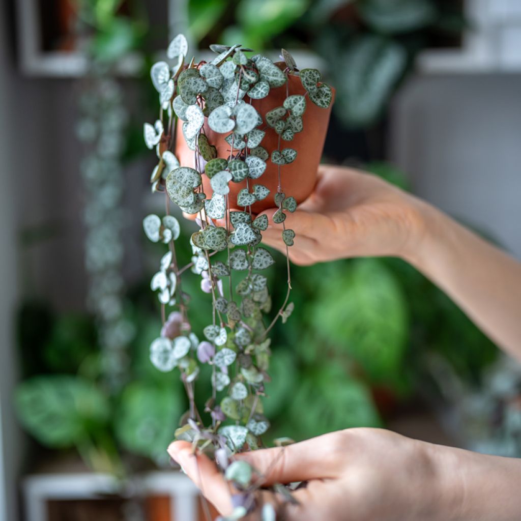 Ceropegia woodii - Collana di cuori