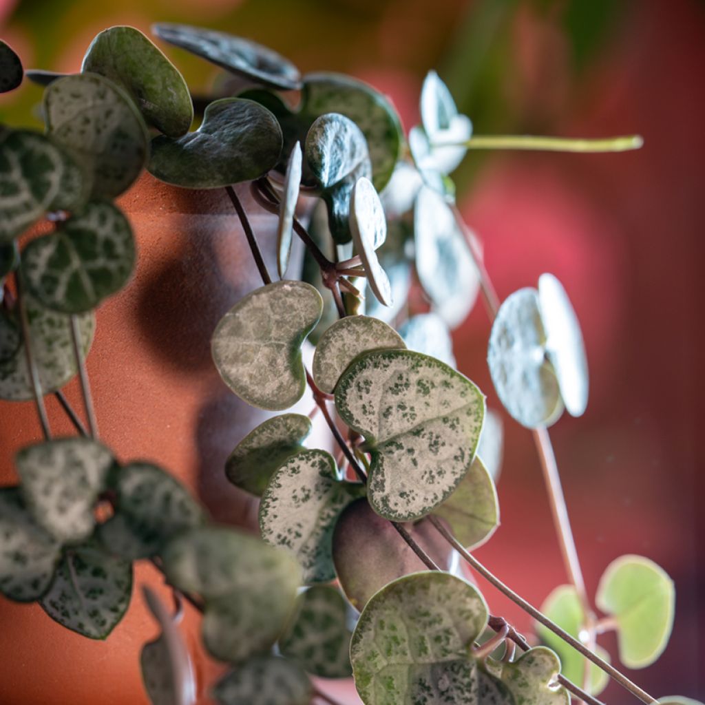 Ceropegia woodii - Collana di cuori
