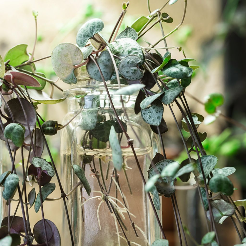 Ceropegia woodii - Collana di cuori