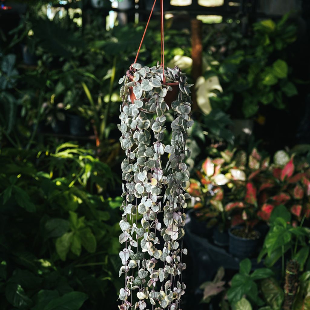 Ceropegia woodii Variegata - Collana di cuori