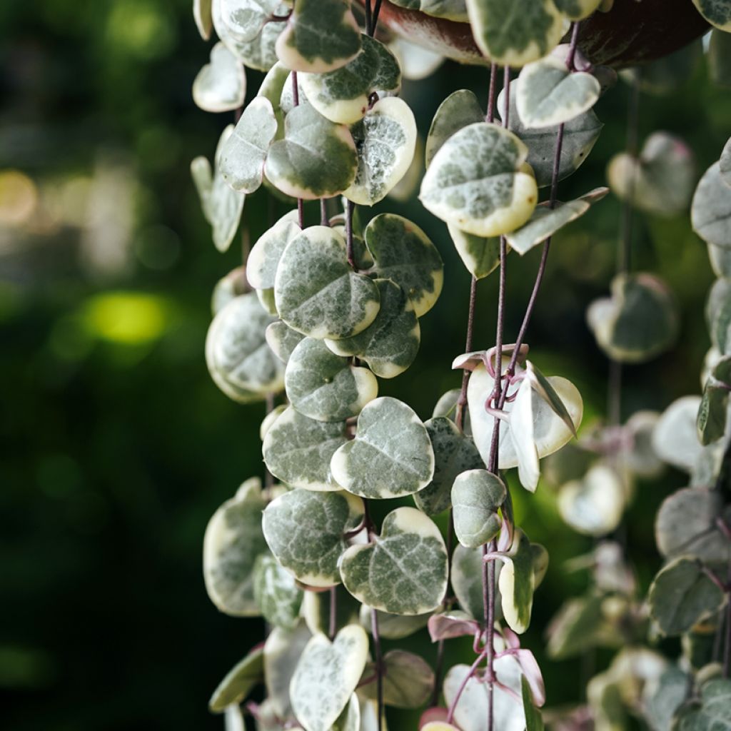 Ceropegia woodii Variegata - Collana di cuori