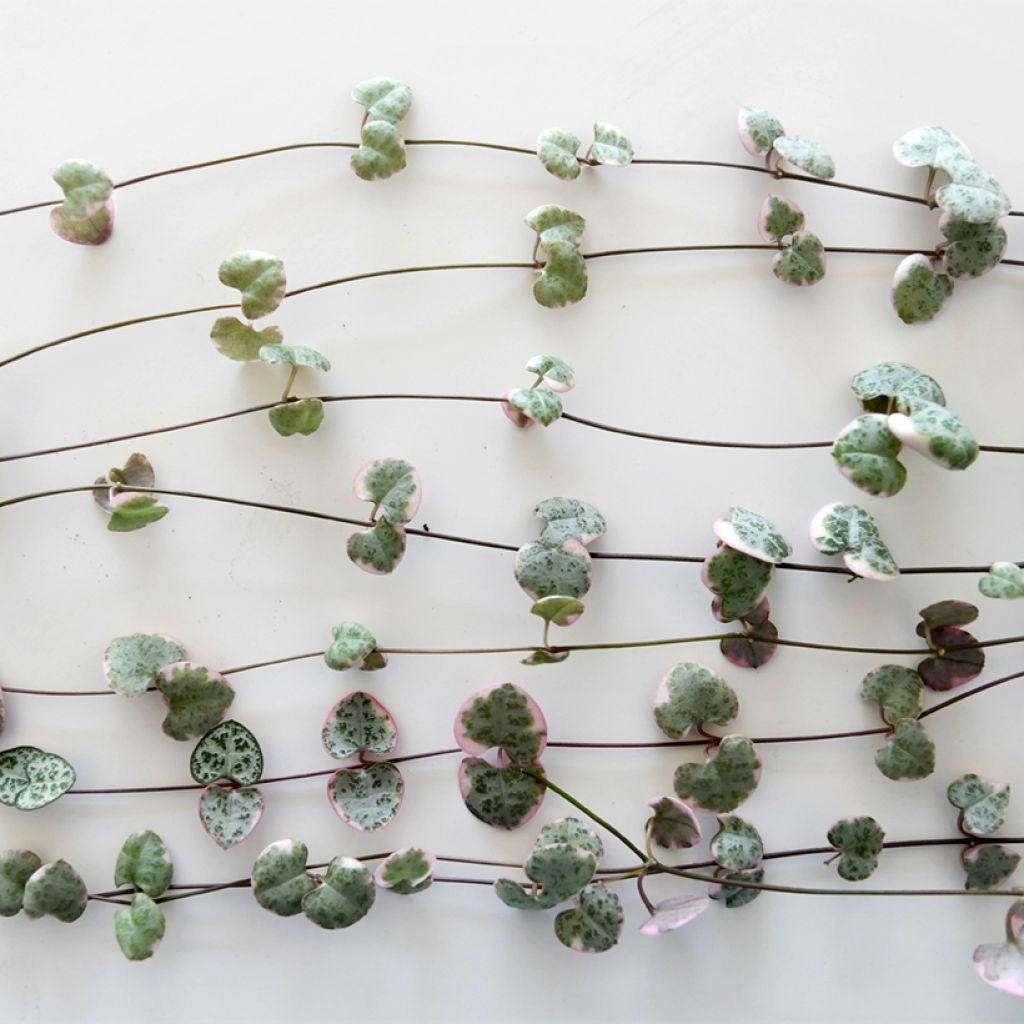 Ceropegia woodii Variegata - Collana di cuori