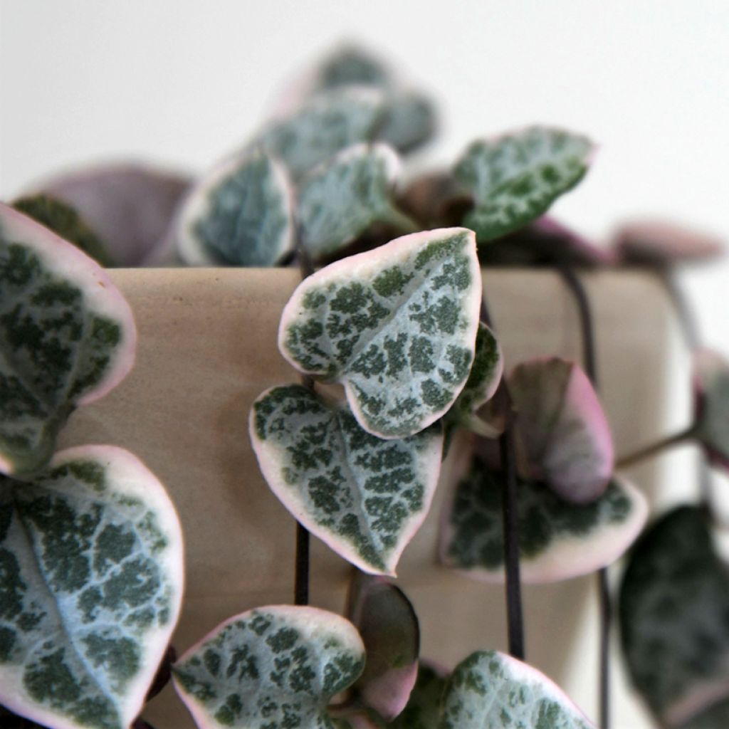 Ceropegia woodii Variegata - Collana di cuori